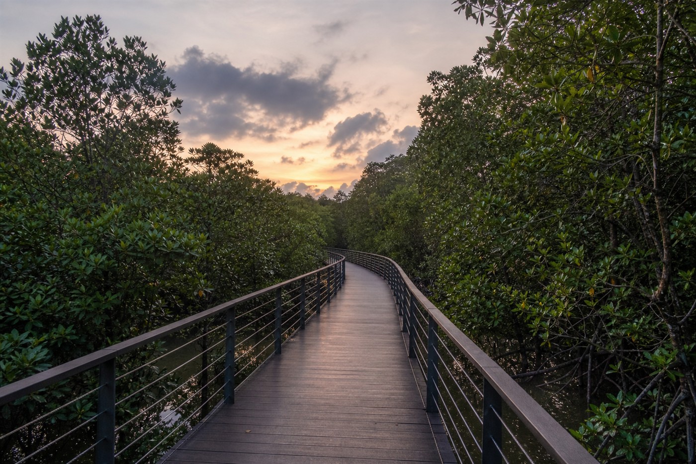 Boardwalk toward Coney Island with mangrove on either side